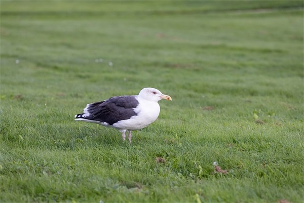 最伤感生日祝福语 老人生日祝福语简短