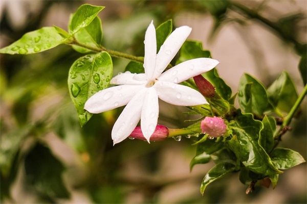 2026新年吉祥话祝福文案精选 新年祝福文案短句