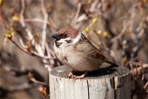 最新的祝福心情大全 新年祝福词祝福语大全