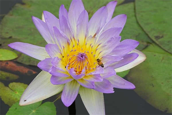 句句暖人心 送花祝福的语句