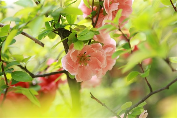 新年春节祝福语