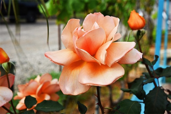 高中议论文好句好段 议论文中的好句好段