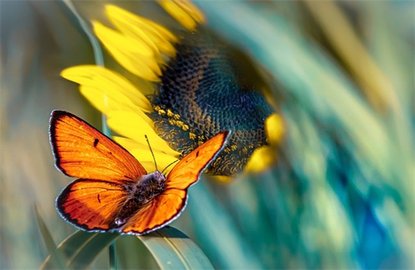 描写学生青春毕业的好句好段 描写学生青春毕业的好句好段