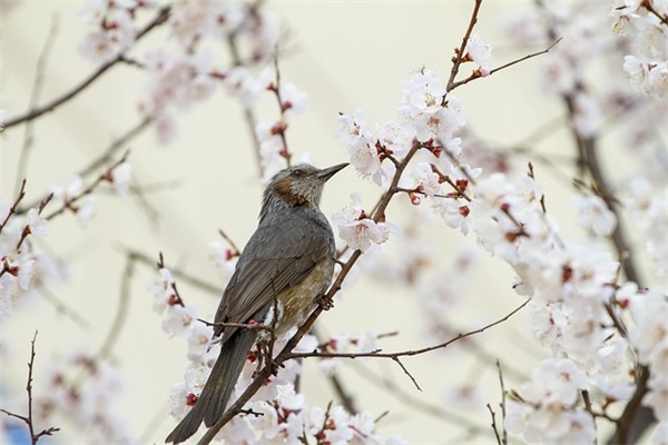 古风好句伤感女生(唯美古风题记摘抄大全) 古风好句伤感女生(唯美古风题记摘抄大全)