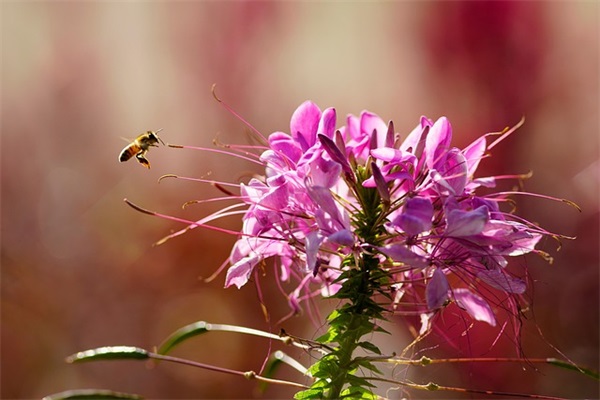 2026年简短的抒情的好句 2026年简短的抒情的好句