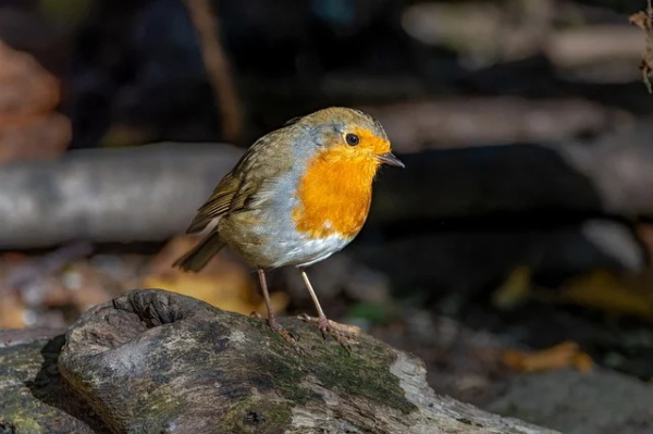 吃货最皮最可爱的句子 吃货最皮最可爱的句子