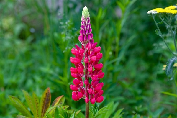 赞美句子赏析大全 句子赏析大全