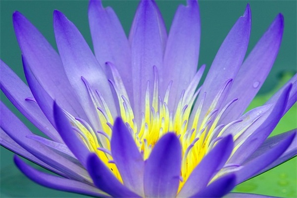 描写茶味道的句子37句 描写茶味道的句子37句