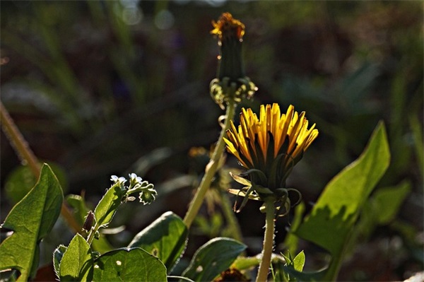 阳光乐观女生的简短句子精选(乐观心态的简短句子)