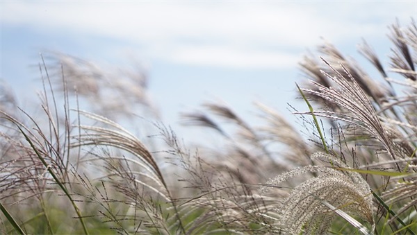 一级精美的心情句子语句(女人生病后的心情语句)