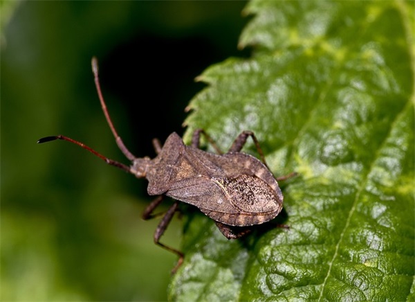 霸气的爱情句子