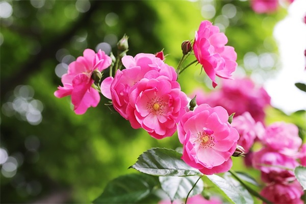 乐观面对生活的句子