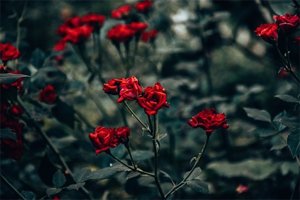 关于麦田的优美句子