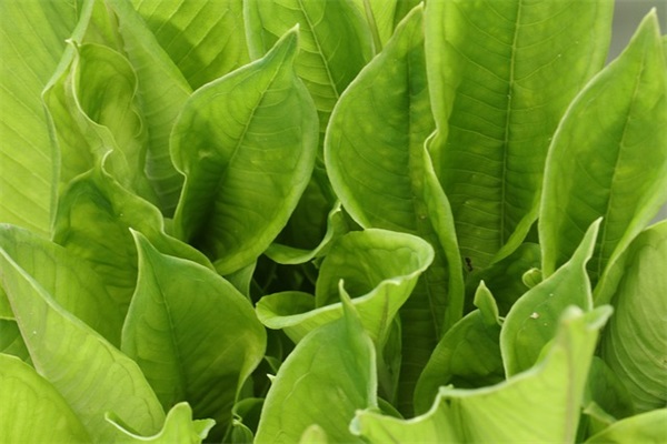 新年搞笑祝福语简短 简短搞笑新年祝福语