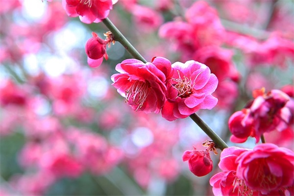 百年好合的结婚祝福