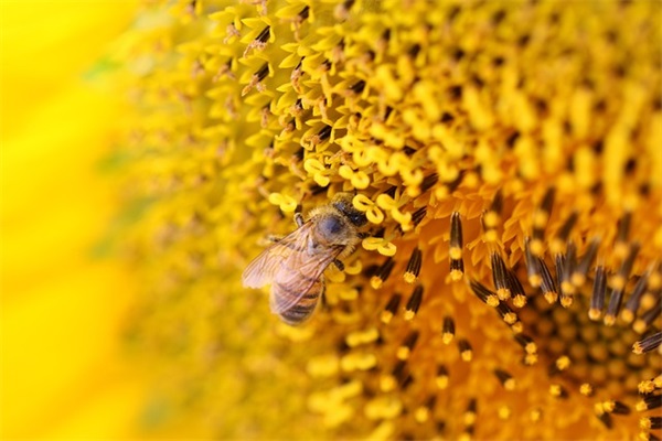 老师生日的祝福语 老师给学生生日的祝福语