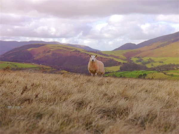 最新夏至时节的祝福文案