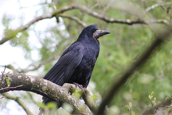 父亲生日祝福语简短64句