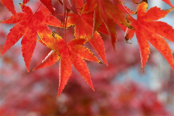 生日的祝福语简短的