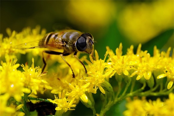 2026年小学新学期祝福语36句