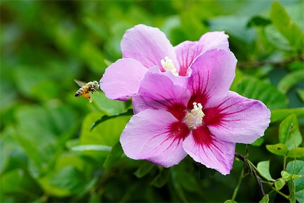 结婚快乐的祝福语 结婚快乐的祝福语