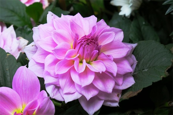 七夕情人节祝福微信大全 七夕情人节微信红包