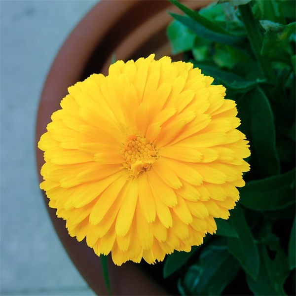 猴年春节祝福短信 猴年春节祝福短信