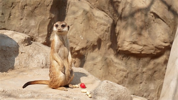 简短易记简约生日祝福语 过生日祝福语简单