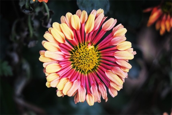 妈妈对幼儿毕业祝福语大全 对幼儿毕业的祝福语