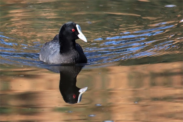 祝福女朋友生日快乐的短语
