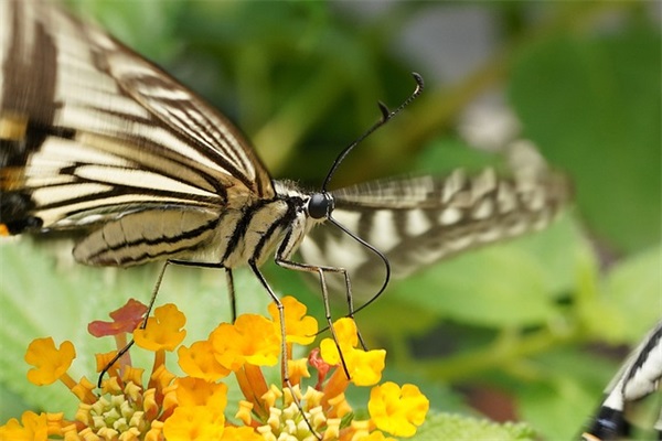 伊斯兰古尔邦节温馨祝福语 伊斯兰古尔邦节温馨祝福语