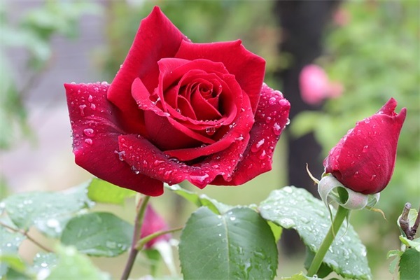 再见2026你好2026说说句子（精选）