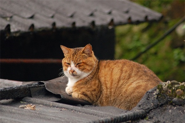 段落句子精选示范