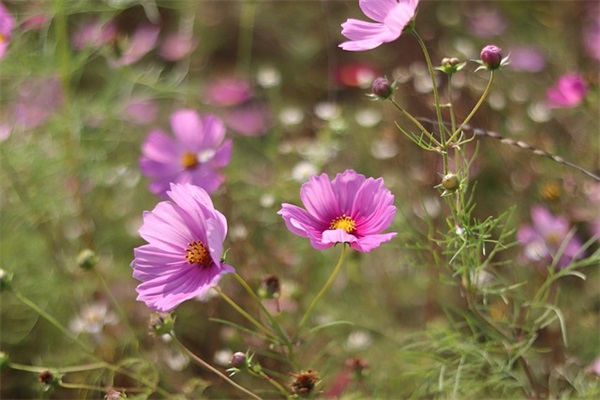 惬意的乡村生活的句子 描写农村风光优美句子