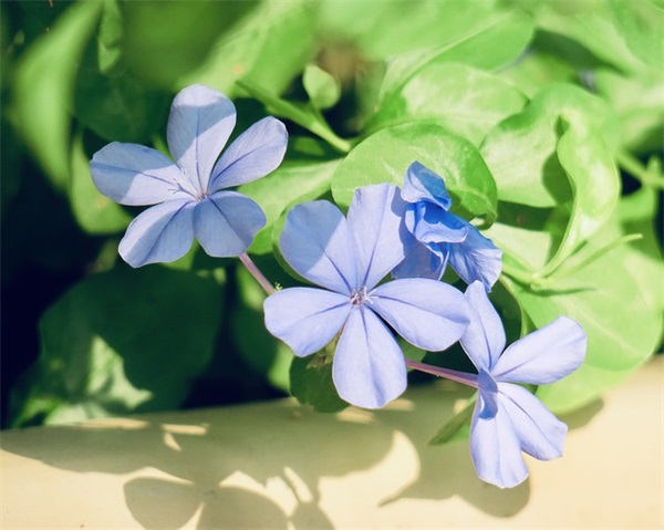 形容太阳花优美句子