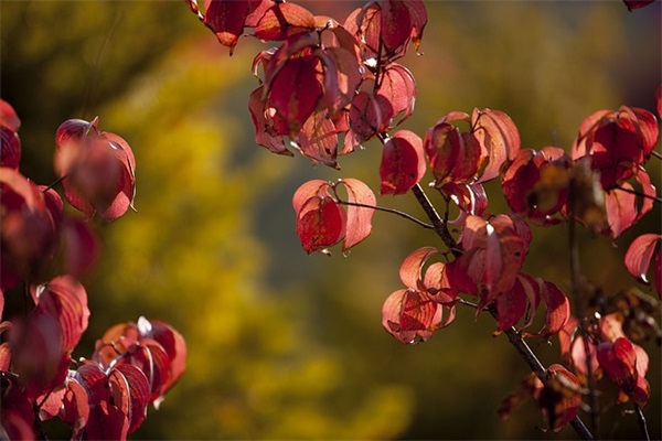 温柔浪漫爱情句子