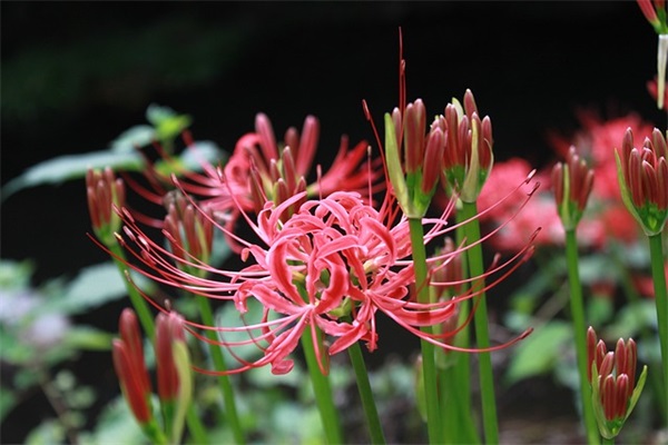 关于爱情厮守到老的优美句子大全