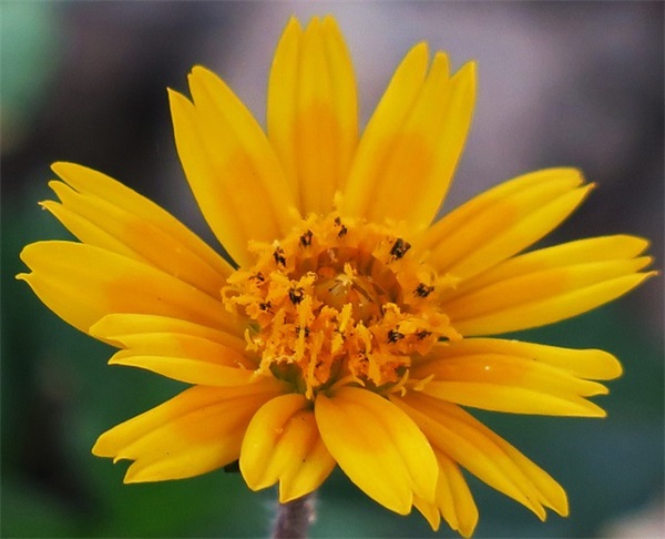 写给父母的古风句子 感谢父母的古风句子