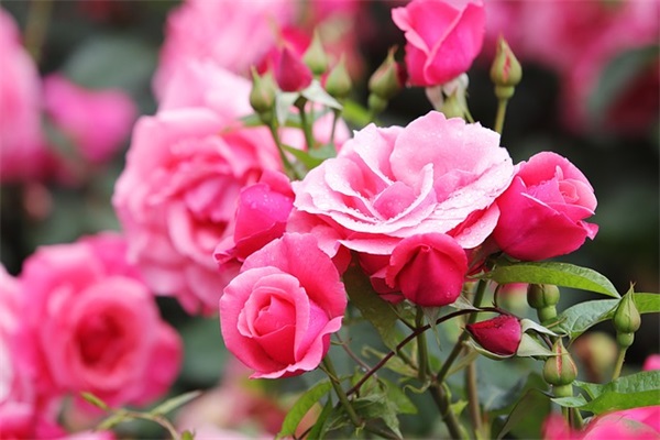 描写春天放风筝的优美句子