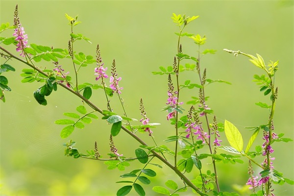形容心情不美丽的句子 形容美丽的句子