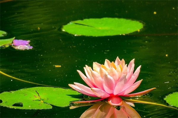 许愿的句子简短 祈福许愿文案