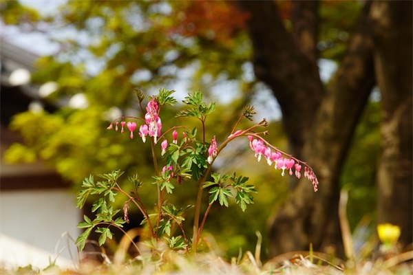 七夕节单身狗的搞笑句子
