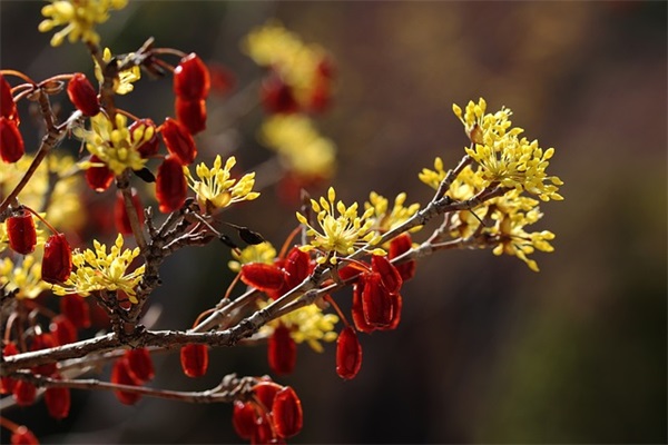 最新元宵节祝福语微信文案精选(最新元宵节祝福语)