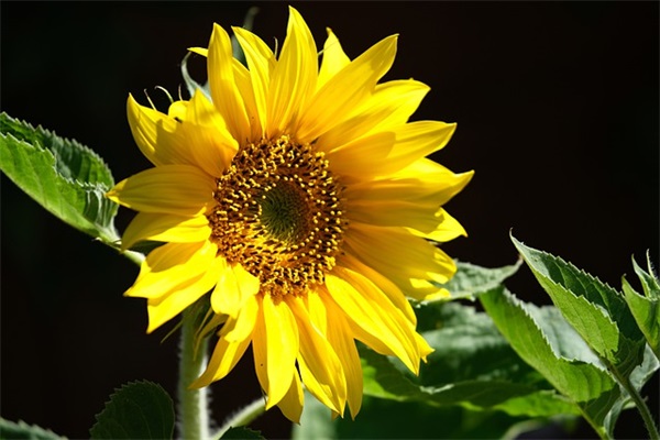 成长蜕变的励志的句子 致成长路上的自己短句 成长蜕变的励志的句子 致成长路上的自己短句