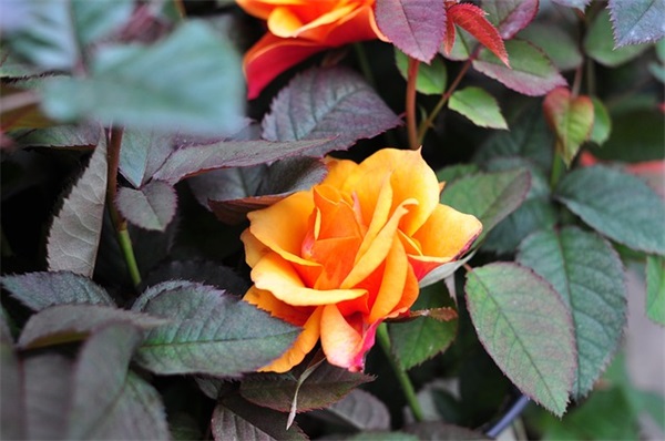 思念死去亲人的句子 怀念亲人的句子 思念死去亲人的句子 怀念亲人的句子