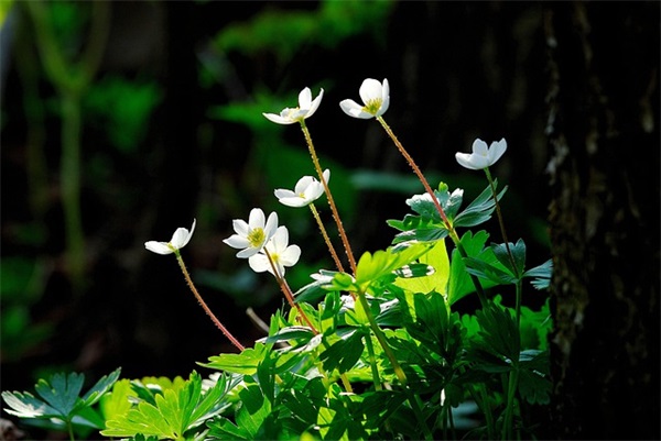 冬去春来的简短句子 描写冬天春天交替的短句