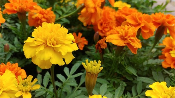 静下心远离浮躁的句子简短 静下心远离浮躁的句子简短