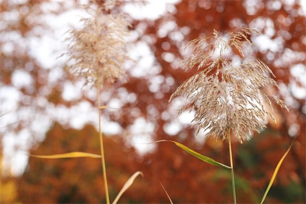 描写音乐优美的句子