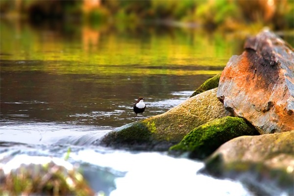 失恋了表达伤心情绪的句子 失恋了表达伤心情绪的句子