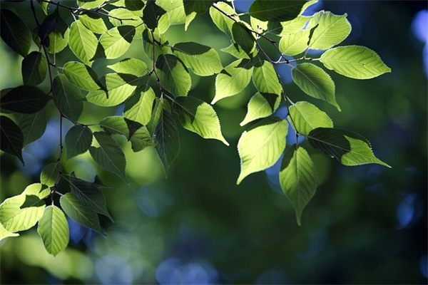 充满希望的句子 充满希望的正能量句子